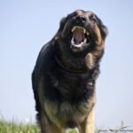 凶暴な犬が人間の優しさに触れて変わっていく姿