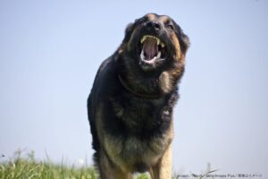 凶暴な犬が人間の優しさに触れて変わっていく姿